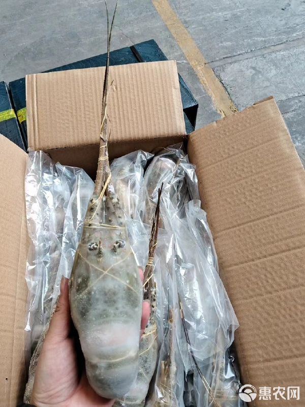 高質(zhì)小青龍水產(chǎn)品批發(fā)的市場機(jī)遇與運(yùn)營策略