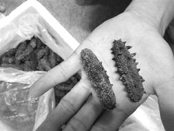 海參被曝?fù)教窃鲋?，三招識(shí)別干參優(yōu)劣