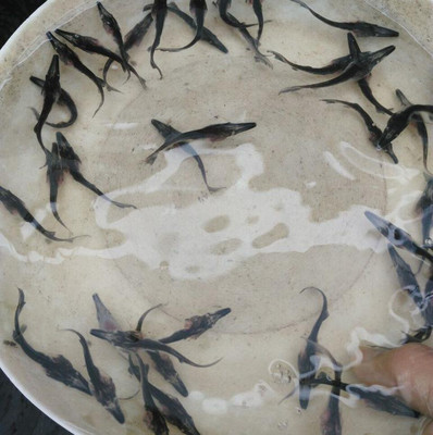 鴨嘴魚苗批發指南 鮮活水產種苗的優質選擇