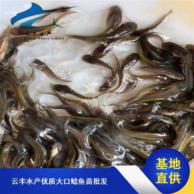 南方大口鯰魚苗市場(chǎng)探析 從水花培育到價(jià)格趨勢(shì)與采購(gòu)指南