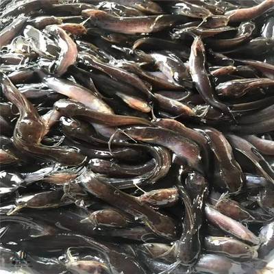 粵宏水產(chǎn) 專業(yè)批發(fā)優(yōu)質(zhì)埃及塘鲺魚苗，信譽(yù)為本，服務(wù)全國(guó)